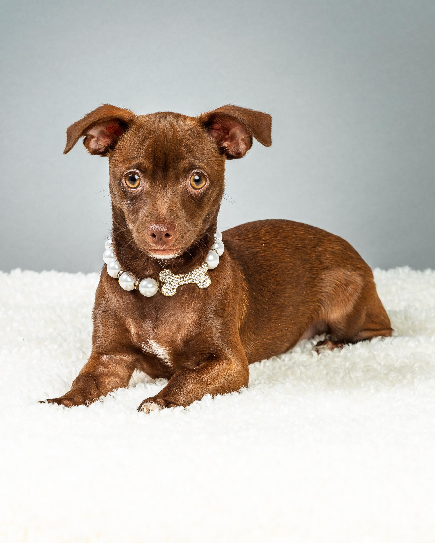 Enlarge Emmie - Puppy - Coming Mid January, an adopted Chihuahua in Plano, TX image 5/6