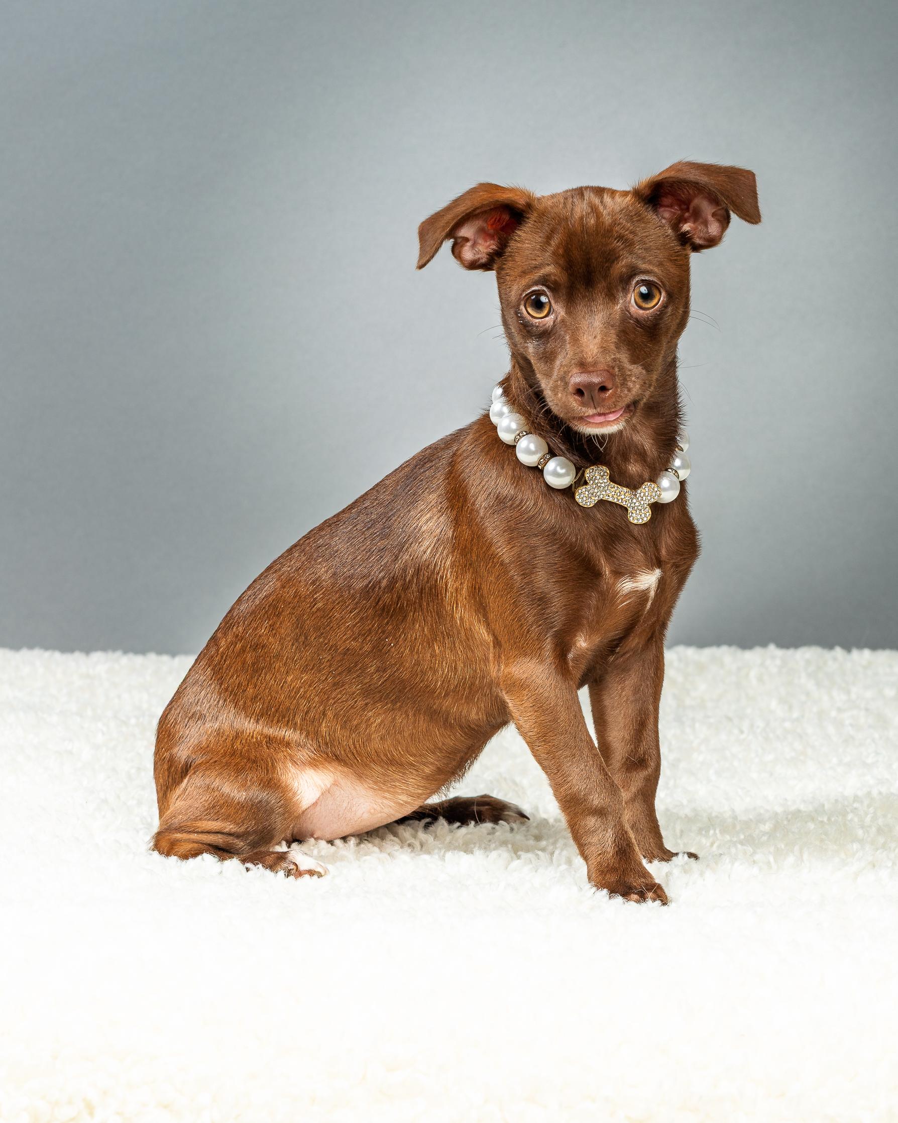 Enlarge Emmie - Puppy - Coming Mid January, an adopted Chihuahua in Plano, TX image 3/6