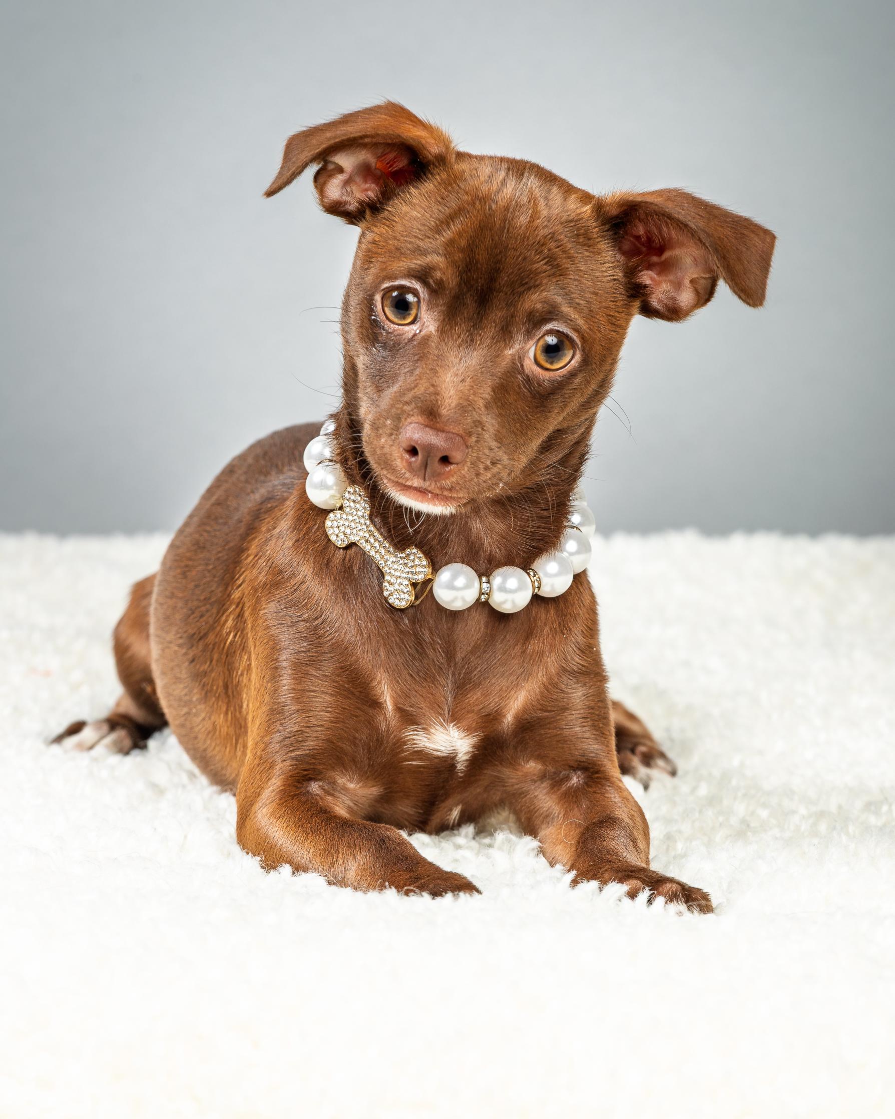 Enlarge Emmie - Puppy - Coming Mid January, an adopted Chihuahua in Plano, TX image 6/6