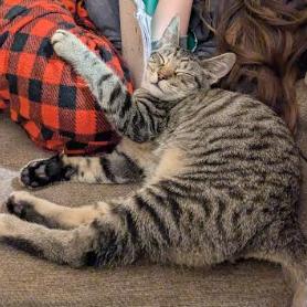 Mac, Adoptable, Young Male Domestic Short Hair.