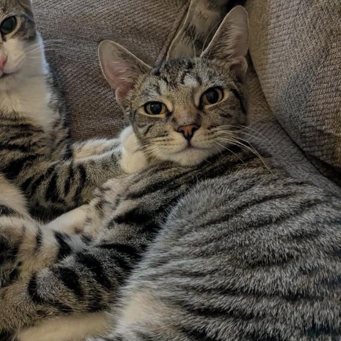 Enlarge Mac, a Adoptable Domestic Short Hair in Frederick, MD image 2/2