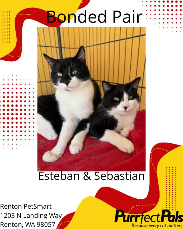 Enlarge Estaban, a Adoptable Domestic Short Hair in Arlington, WA image 4/5