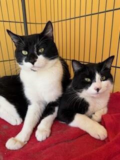 Enlarge Estaban, a Adoptable Domestic Short Hair in Arlington, WA image 5/5