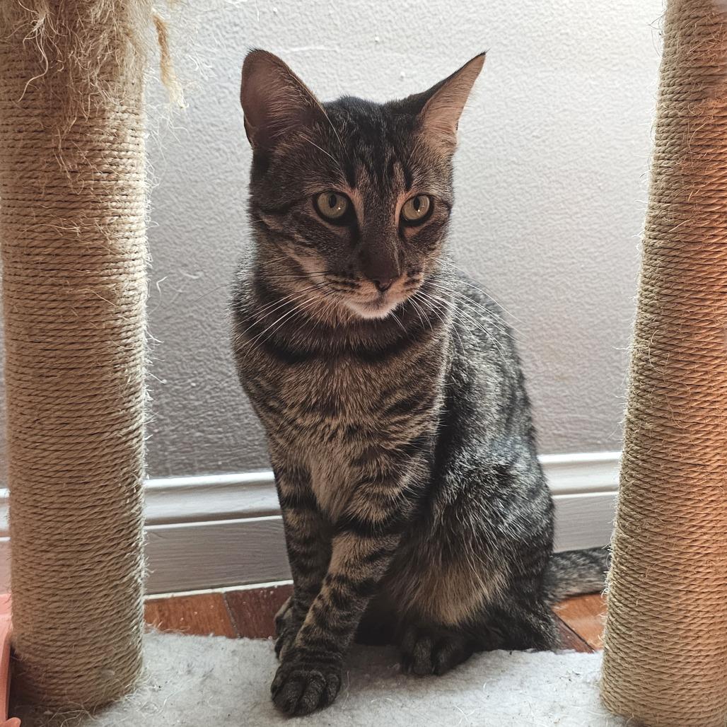 Darcy — thumbnail 2