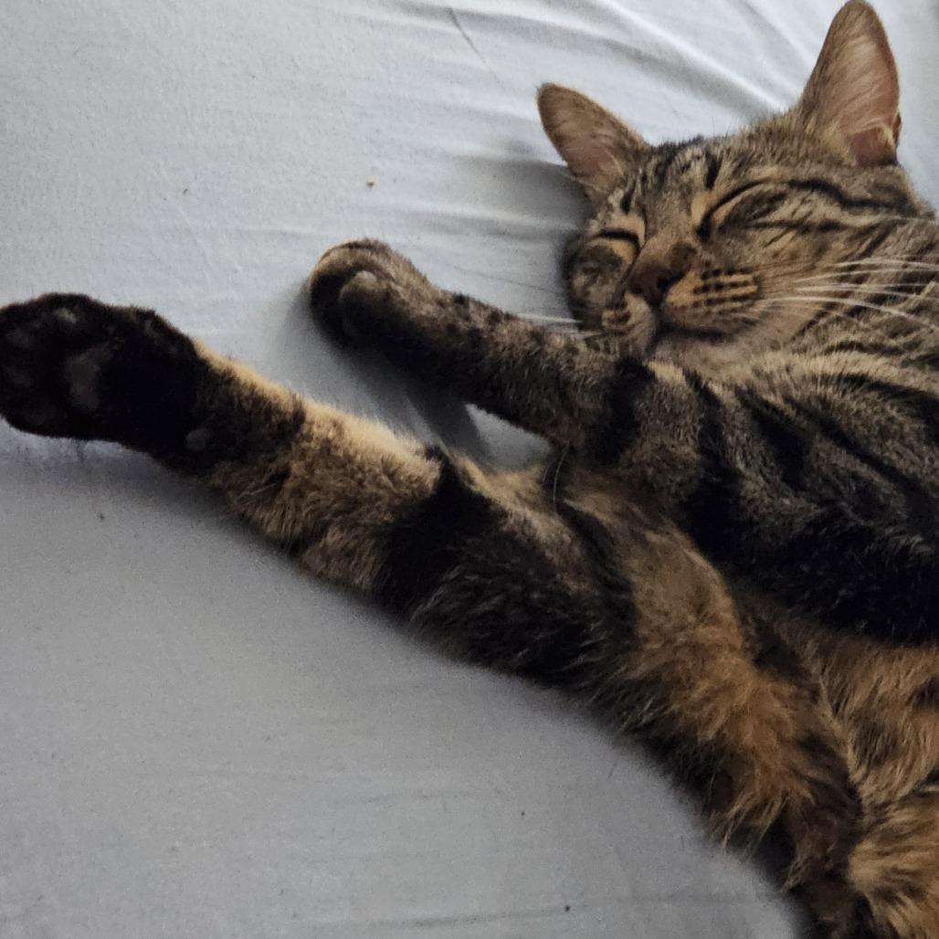 Darcy — thumbnail 4