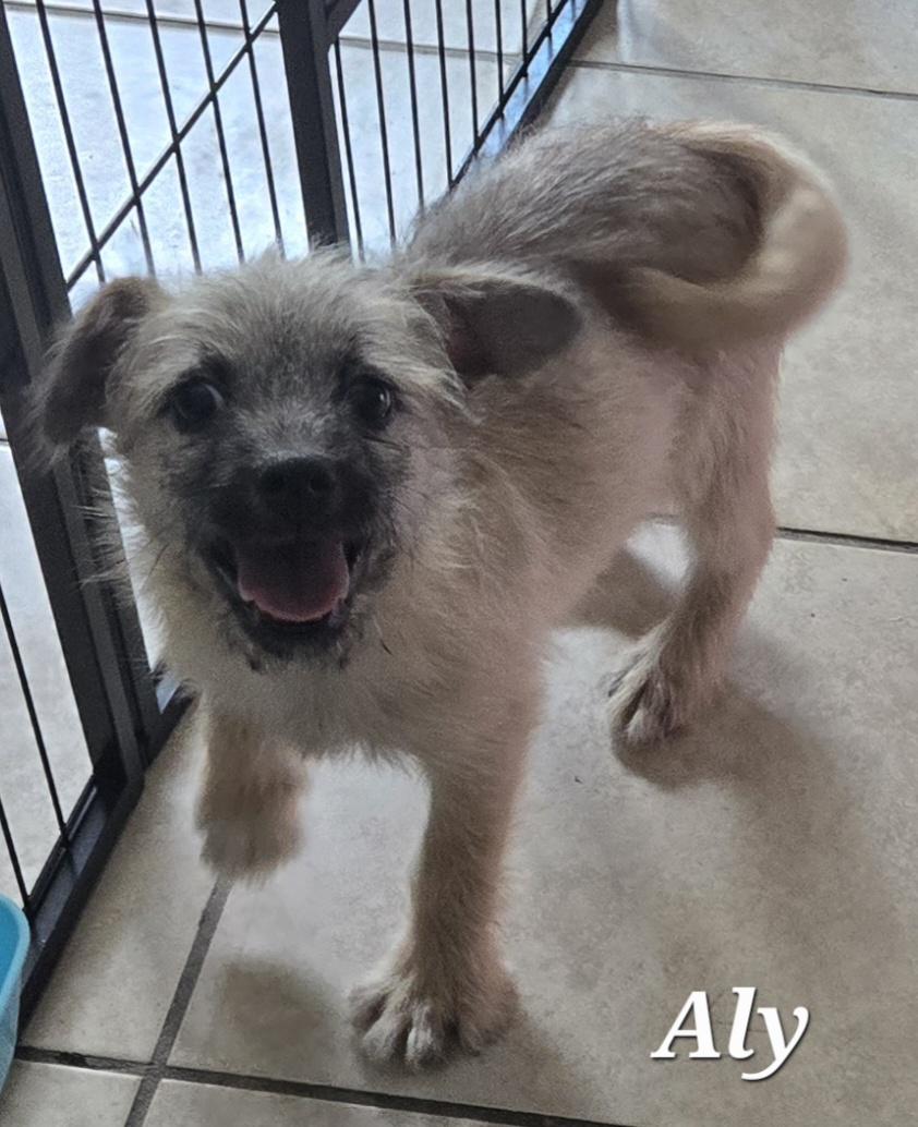 Enlarge Aly, a ADOPTABLE mixed breed in Austin, TX image 1/2