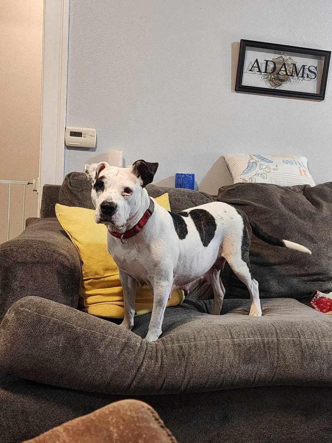 Harper, Adoptable, Adult Female Terrier.