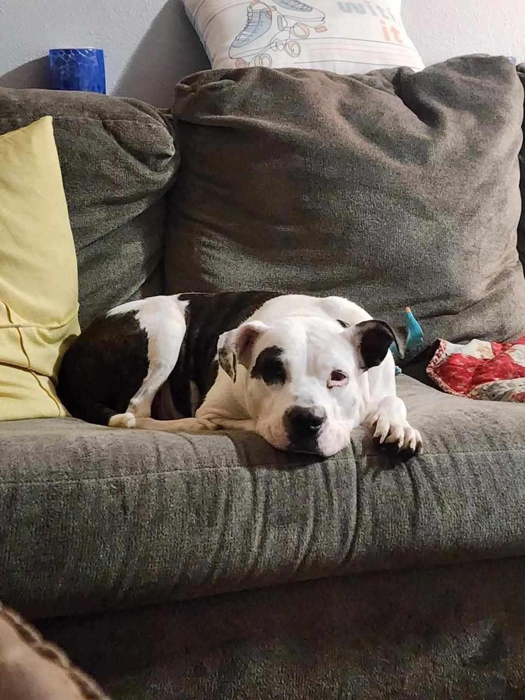 Harper, a Adoptable Terrier in Waterloo, IA image 2/3