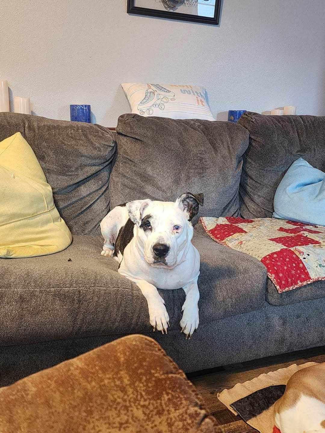 Harper, a Adoptable Terrier in Waterloo, IA image 3/3