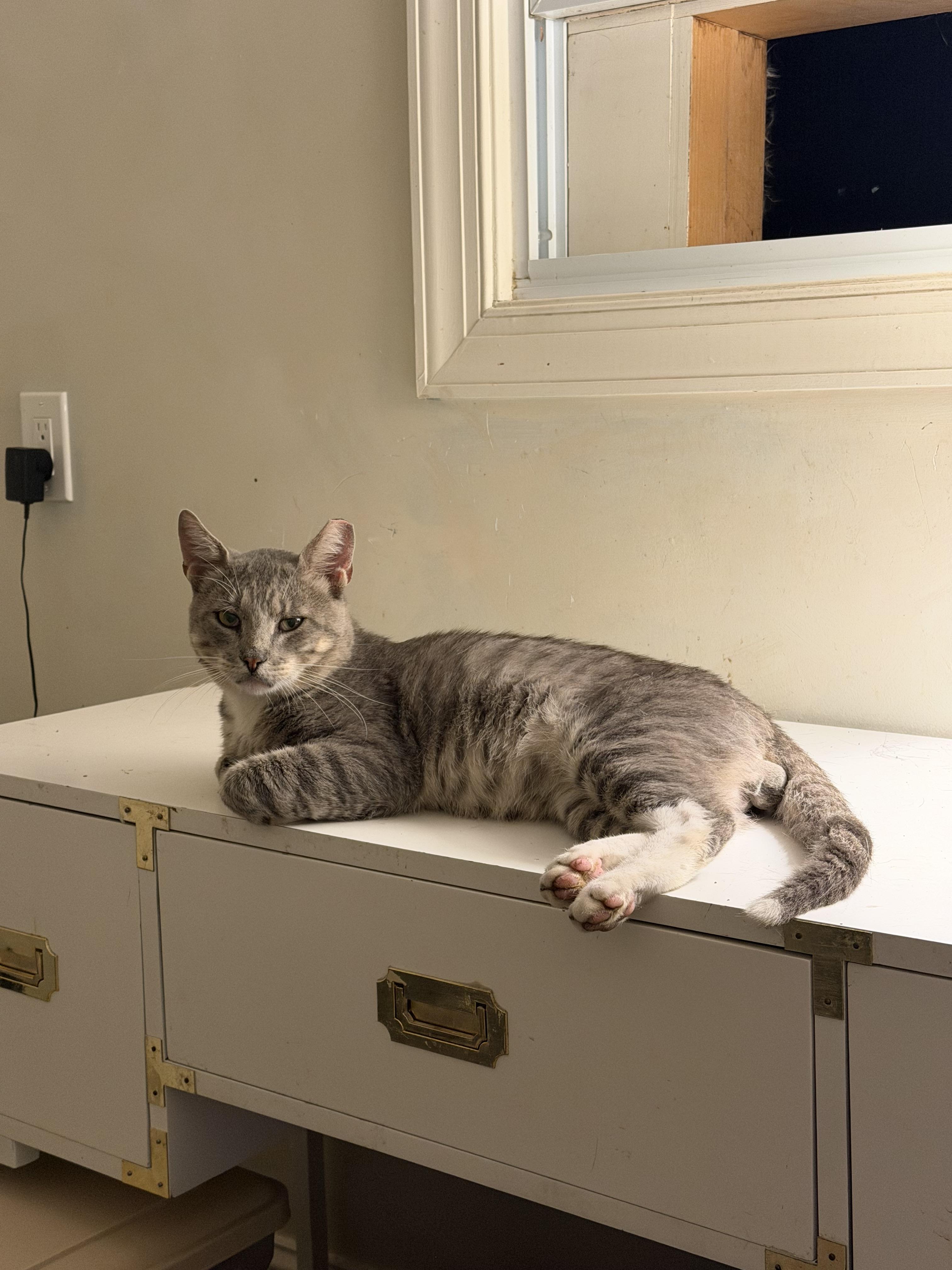 Enlarge Melchor, a Adoptable Tabby in Brick, NJ image 4/5