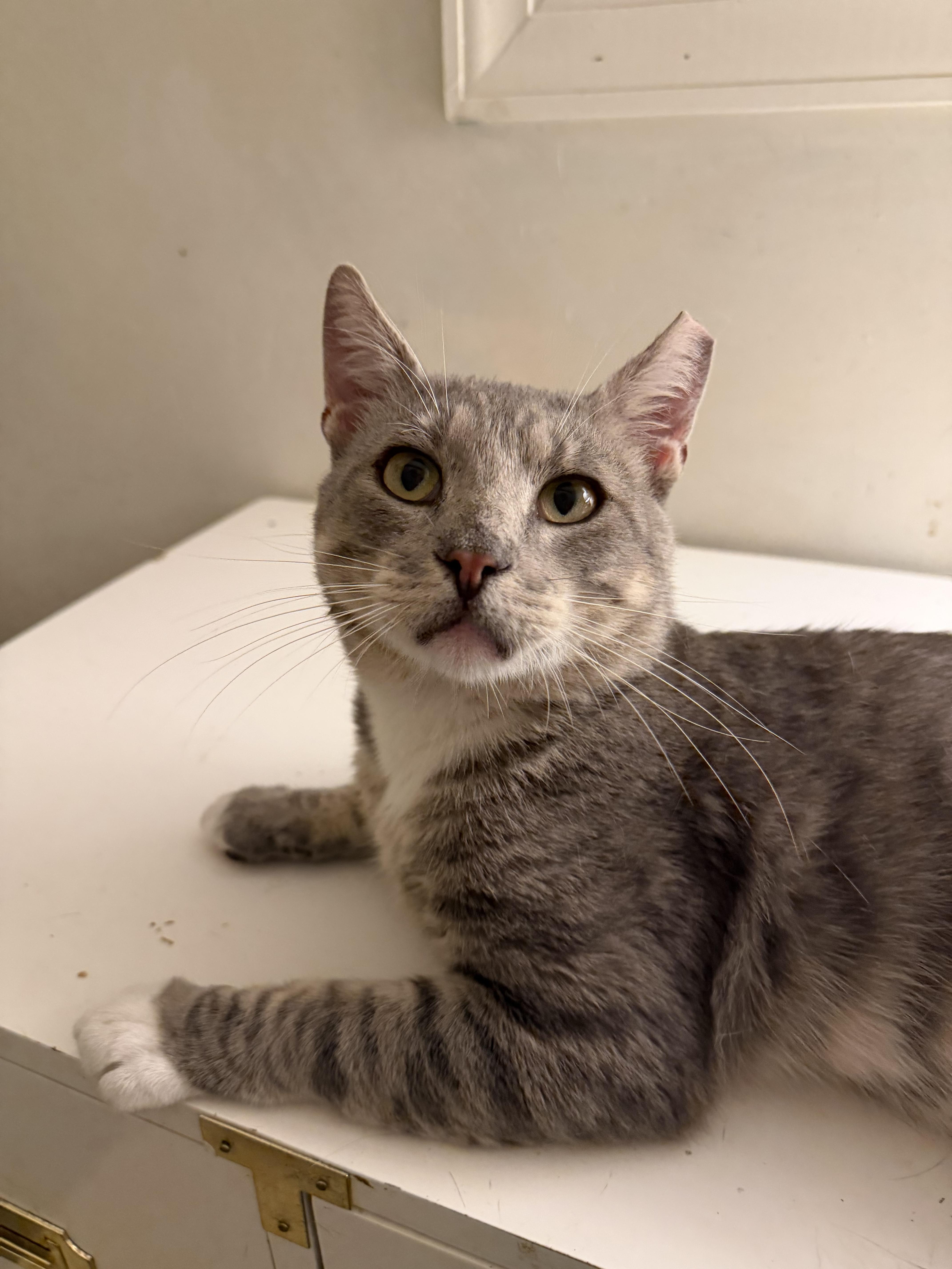 Enlarge Melchor, a Adoptable Tabby in Brick, NJ image 2/5