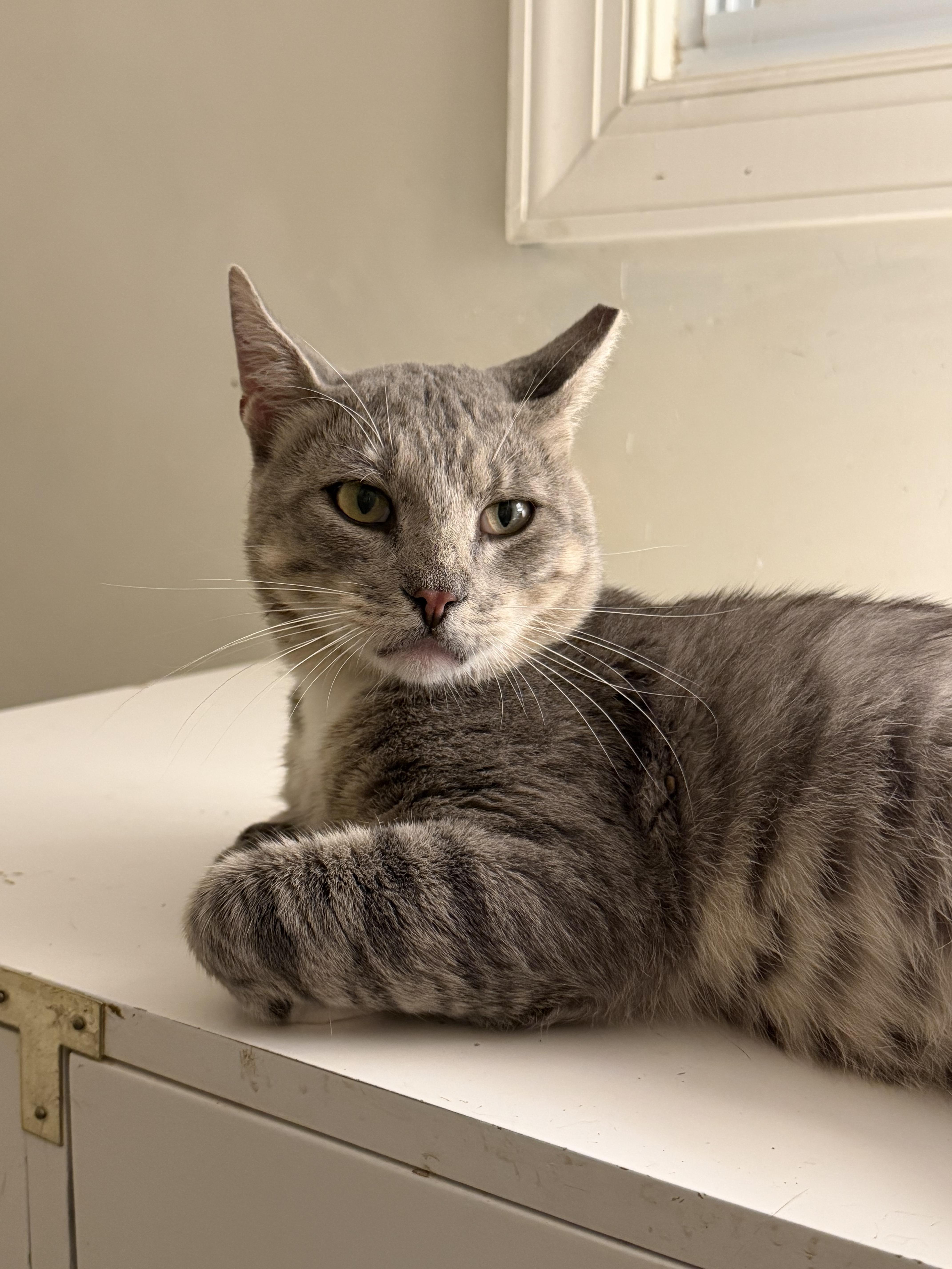 Enlarge Melchor, a Adoptable Tabby in Brick, NJ image 3/5