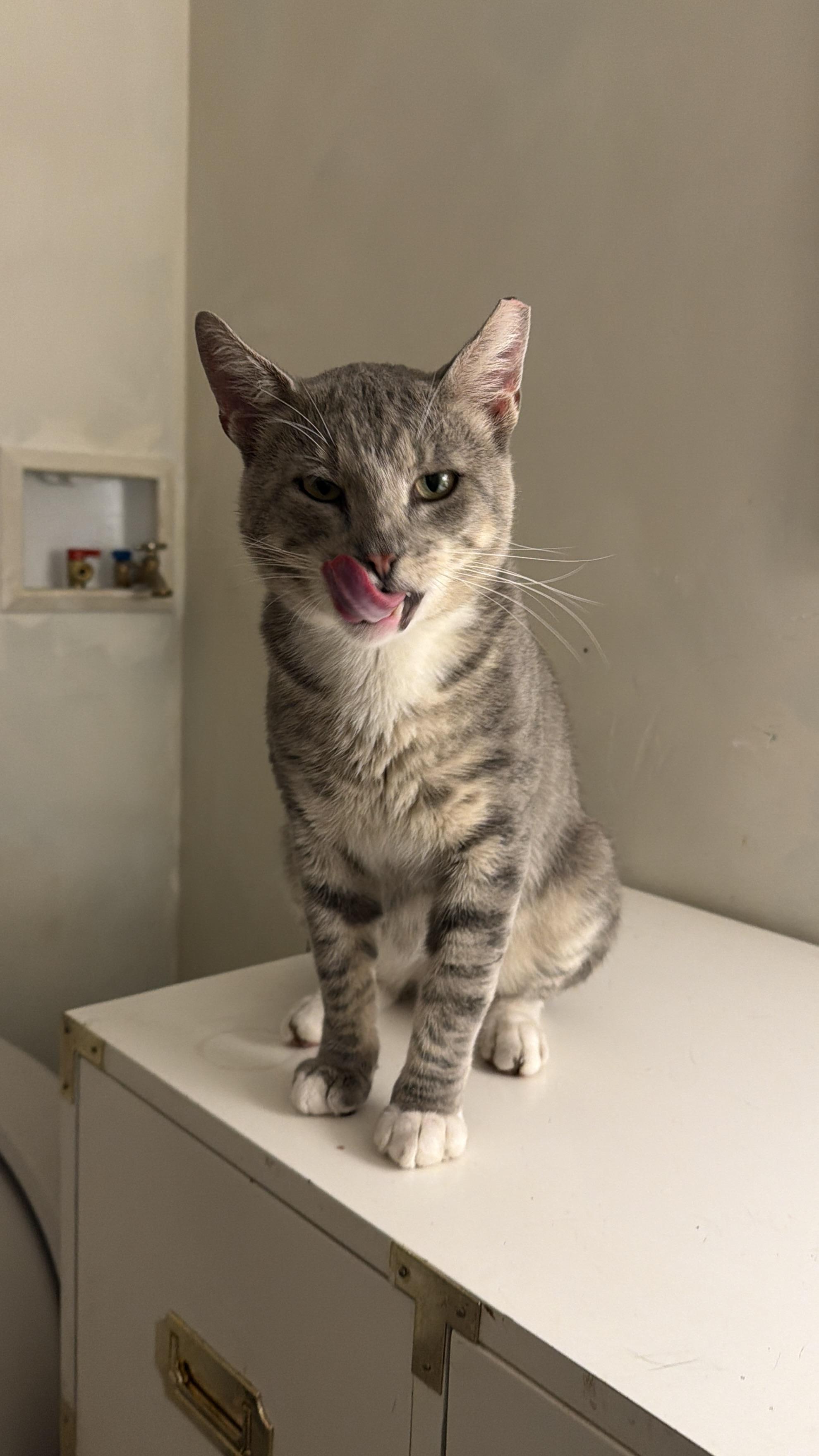 Melchor, Adoptable, Young Male Tabby.