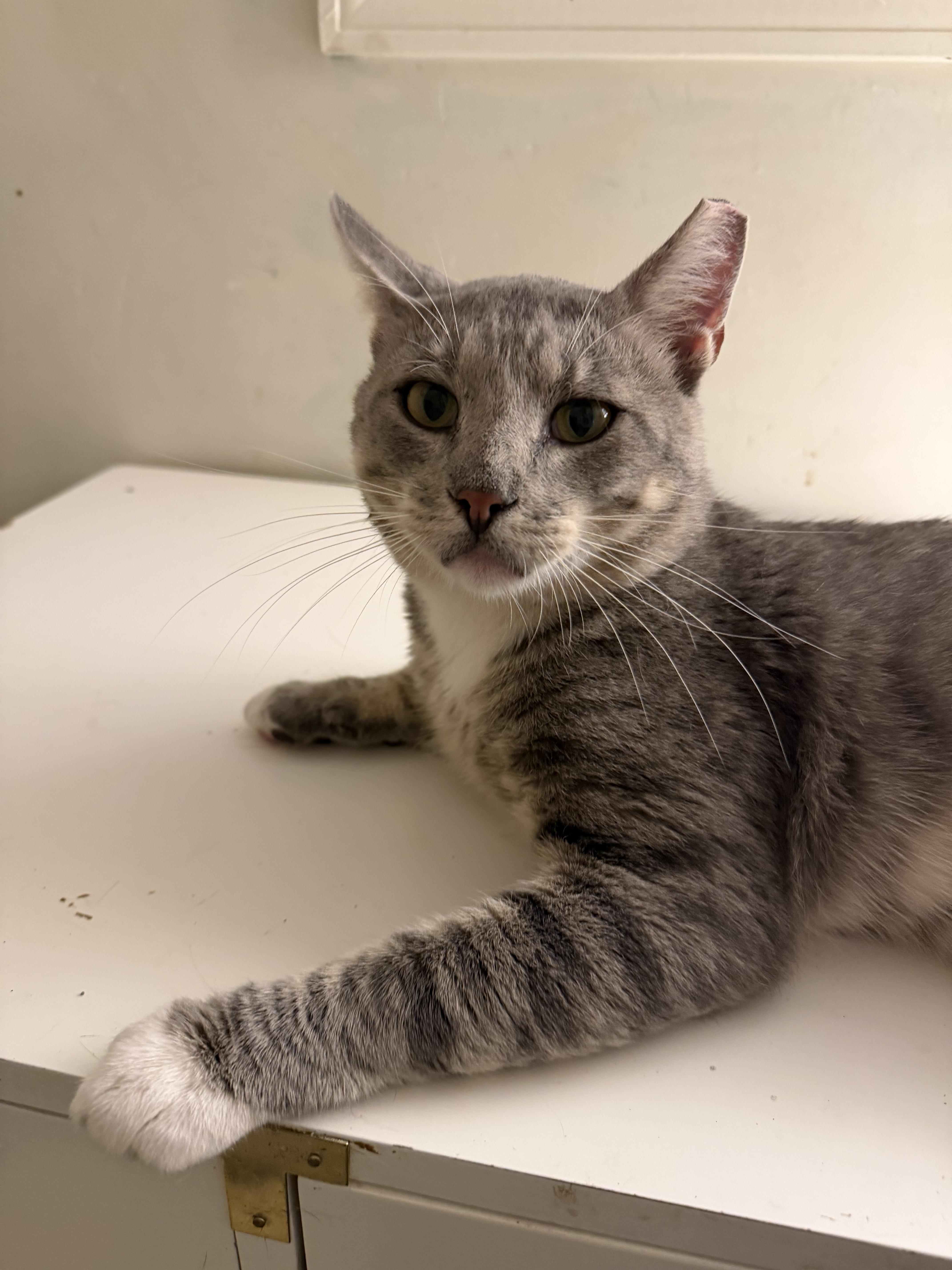 Enlarge Melchor, a Adoptable Tabby in Brick, NJ image 5/5