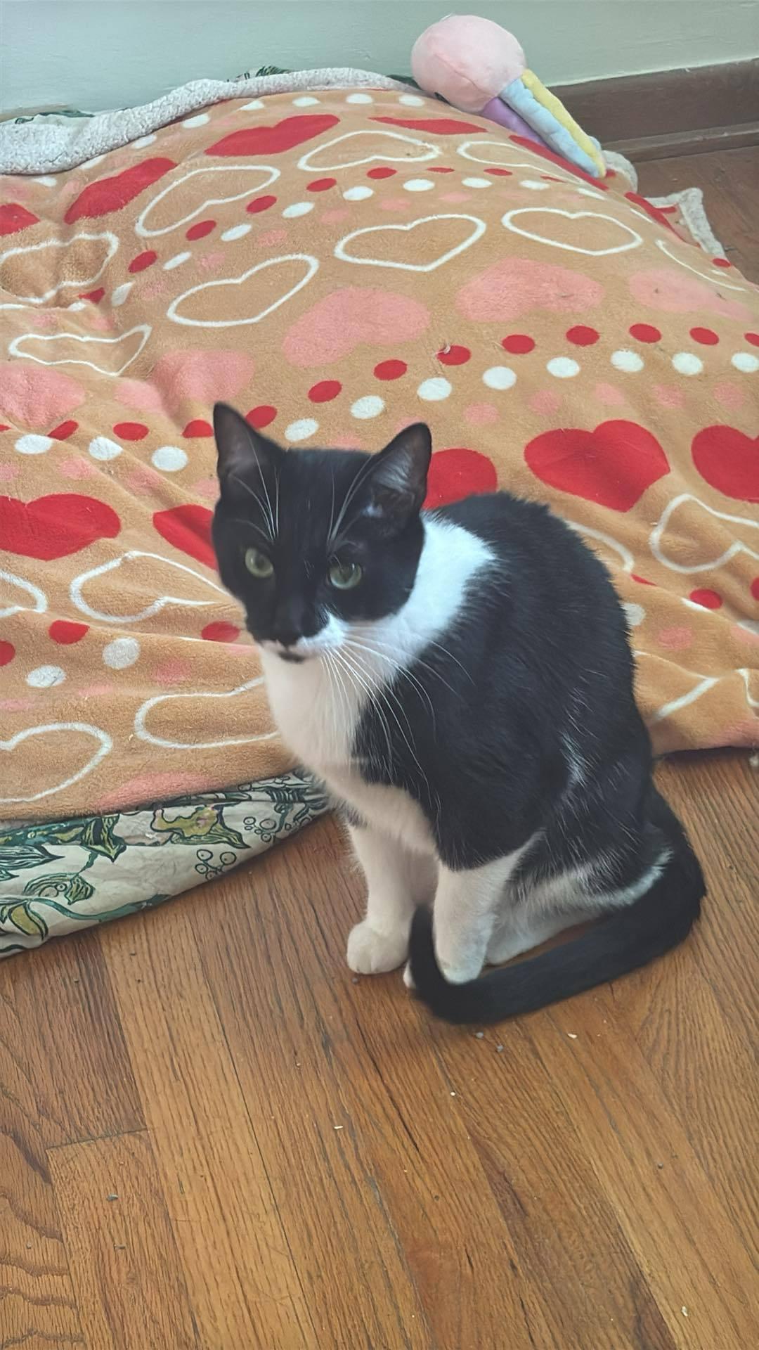 Enlarge Humphrey Bogart, a Adoptable Domestic Short Hair in Mount Morris, MI image 1/6