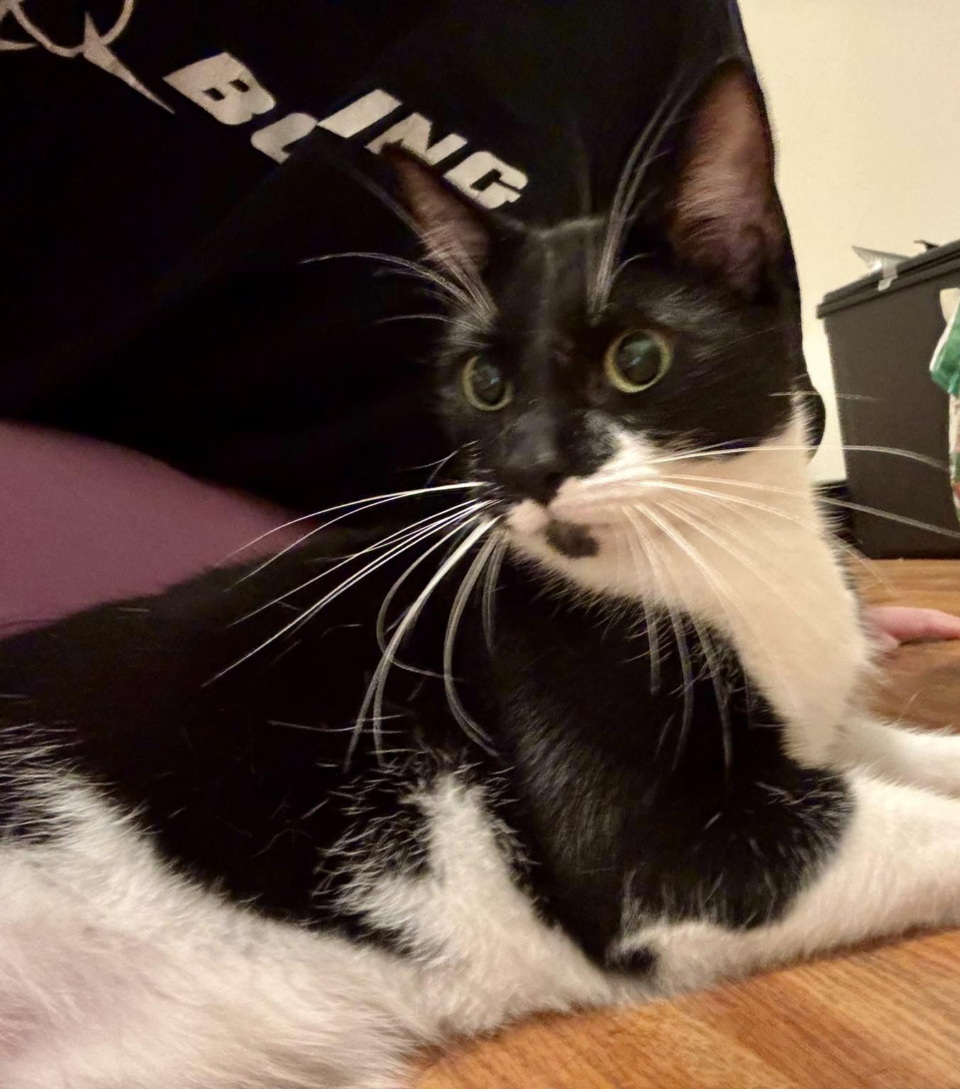 Enlarge Humphrey Bogart, a Adoptable Domestic Short Hair in Mount Morris, MI image 2/6