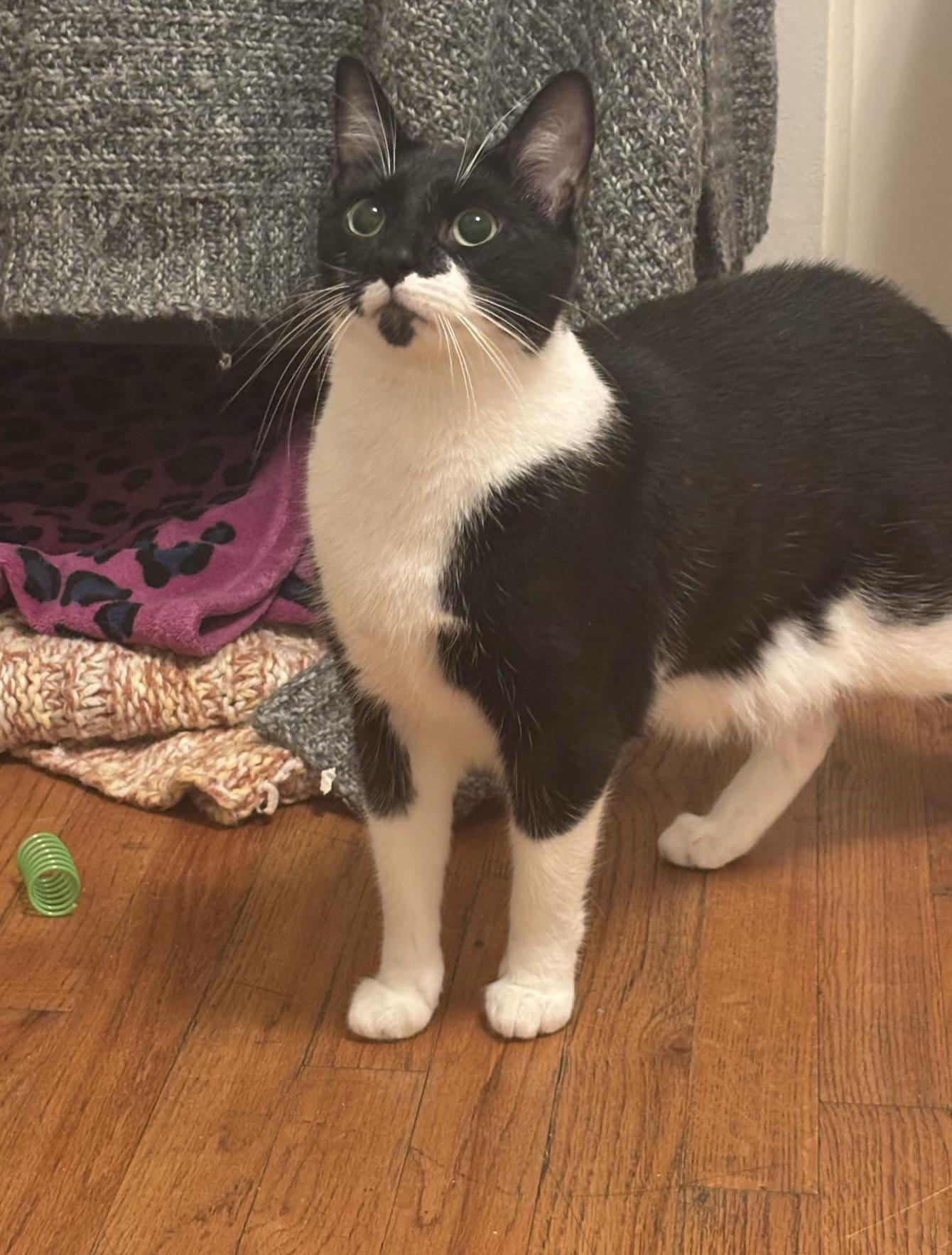 Enlarge Humphrey Bogart, a Adoptable Domestic Short Hair in Mount Morris, MI image 3/6