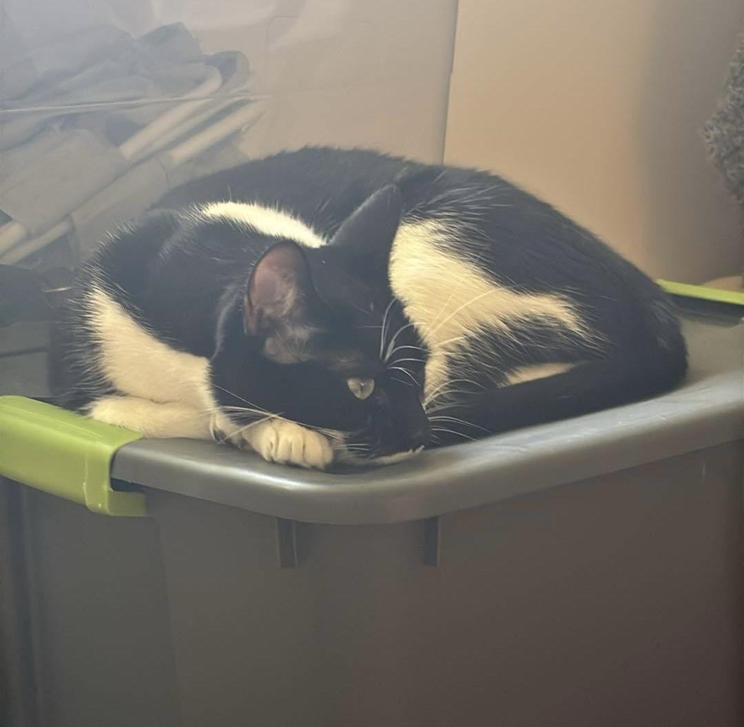 Enlarge Humphrey Bogart, a Adoptable Domestic Short Hair in Mount Morris, MI image 4/6