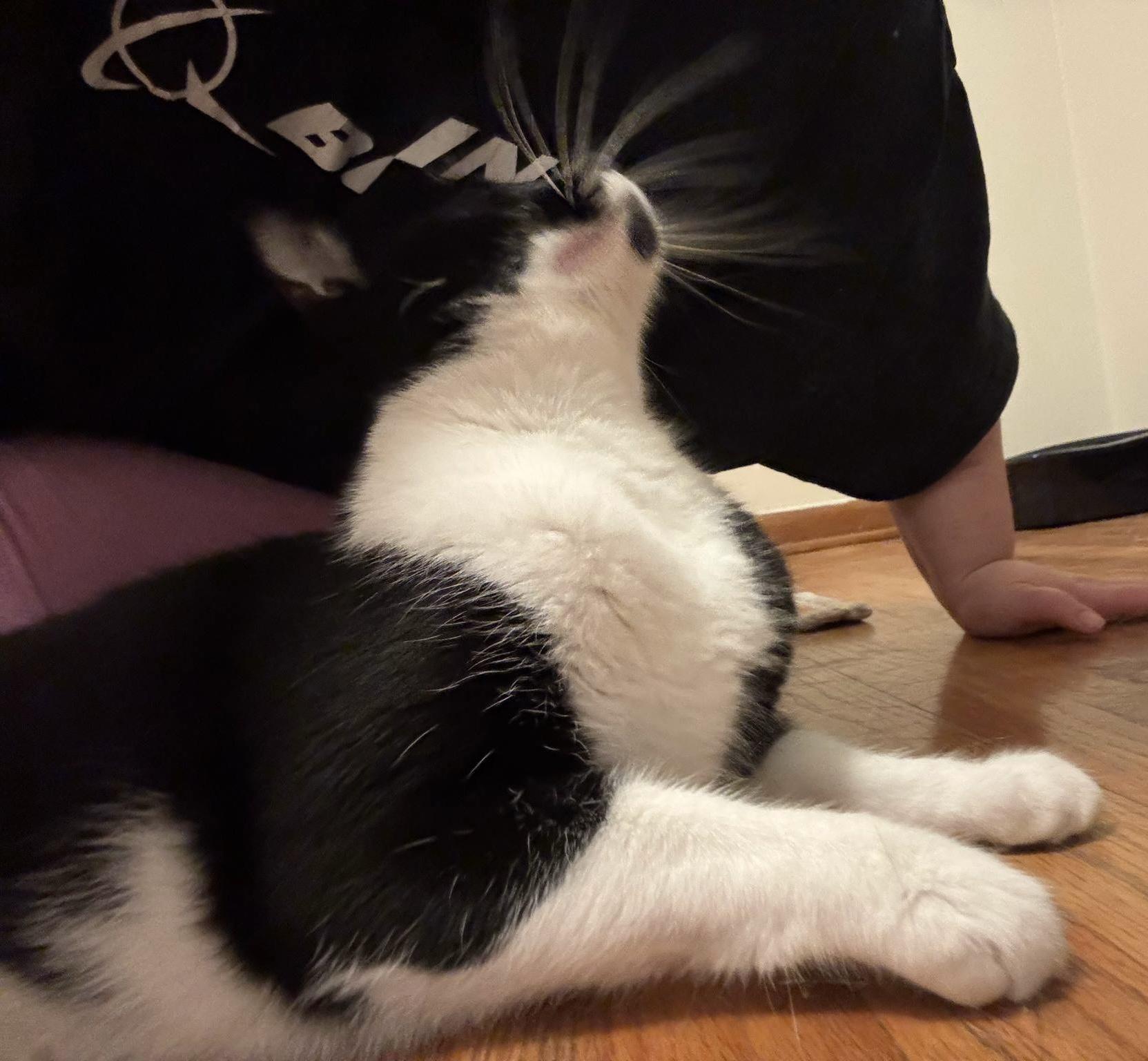 Enlarge Humphrey Bogart, a Adoptable Domestic Short Hair in Mount Morris, MI image 5/6