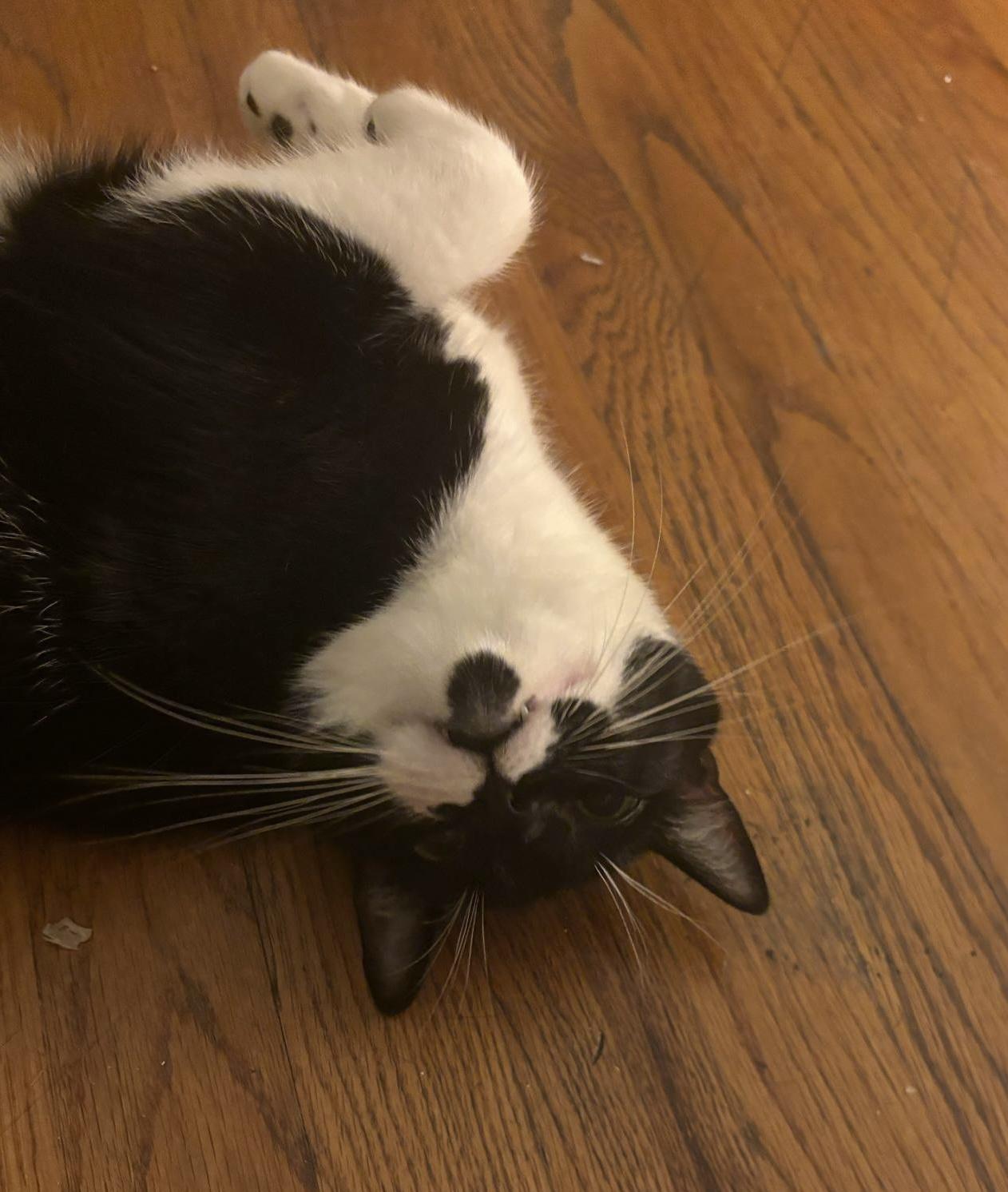 Enlarge Humphrey Bogart, a Adoptable Domestic Short Hair in Mount Morris, MI image 6/6