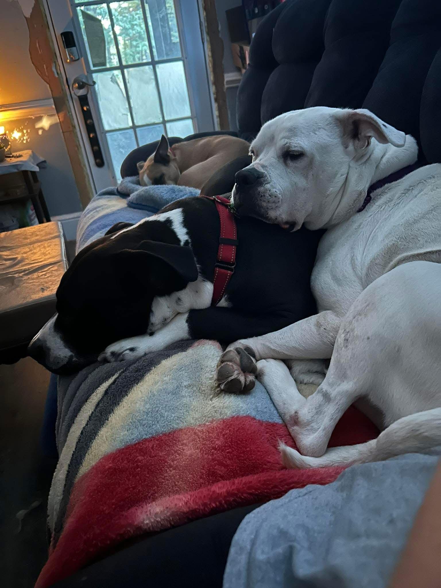 Mama Dukes, a Adoptable American Bulldog in Spotsylvania, VA image 1/3