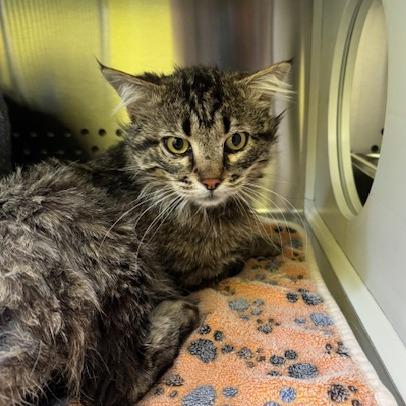 Cousin Earl "Ezekiel", Adoptable, Adult Male Domestic Medium Hair.