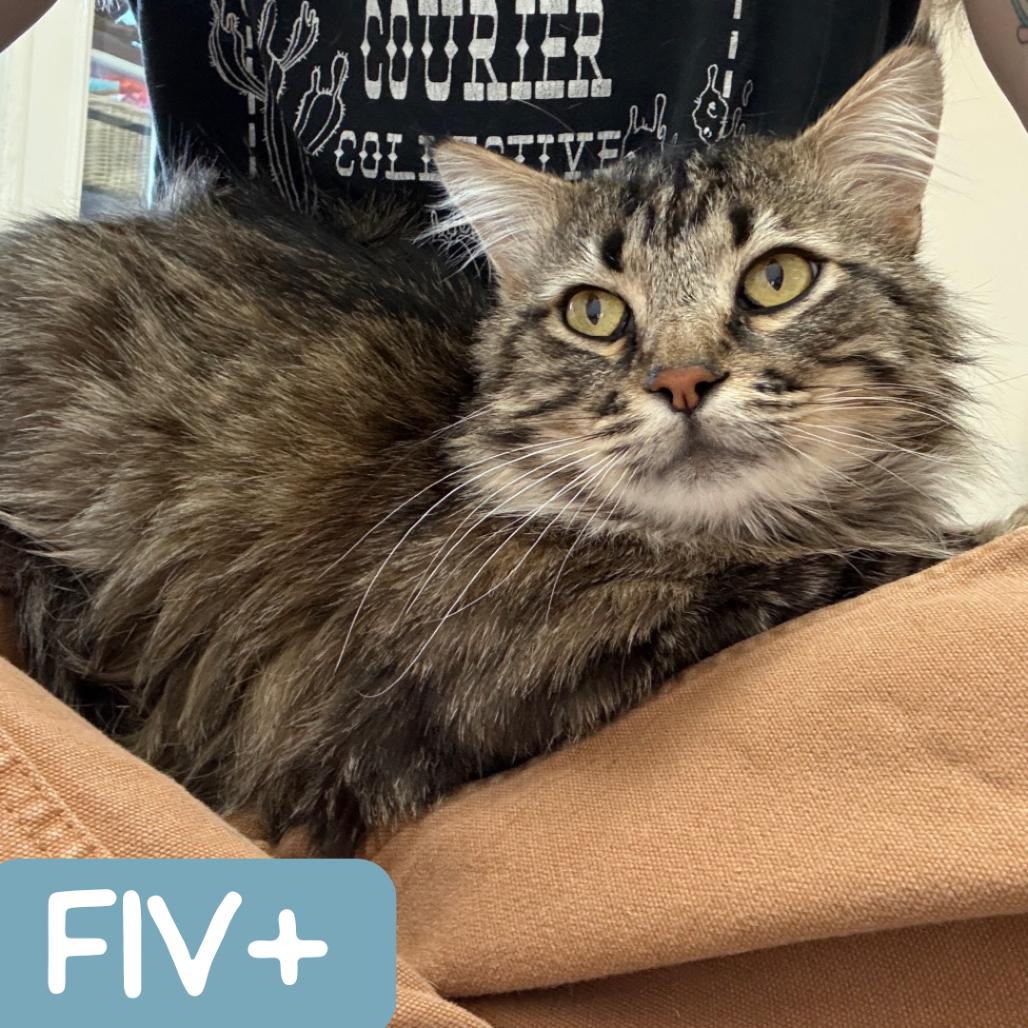 Enlarge Cousin Earl "Ezekiel", a Adoptable Domestic Medium Hair in Denver, CO image 2/6