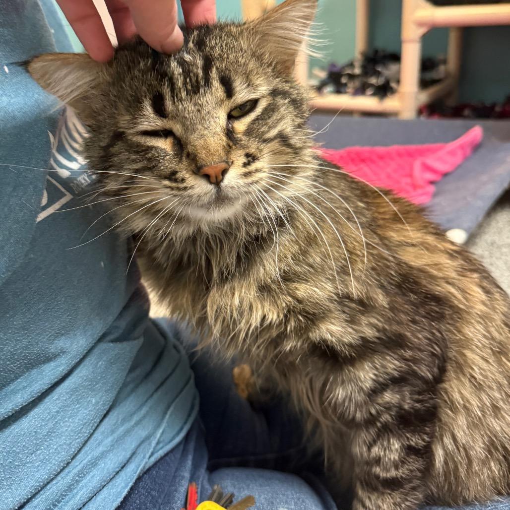Enlarge Cousin Earl "Ezekiel", a Adoptable Domestic Medium Hair in Denver, CO image 3/6