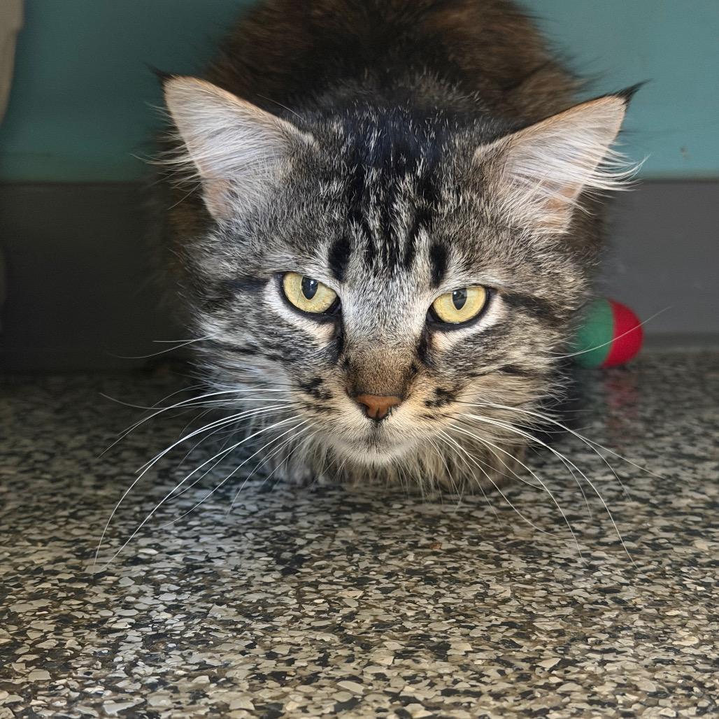 Enlarge Cousin Earl "Ezekiel", a Adoptable Domestic Medium Hair in Denver, CO image 4/6