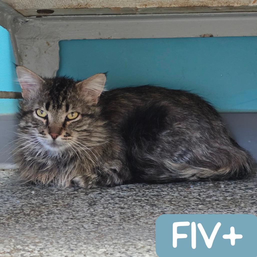Enlarge Cousin Earl "Ezekiel", a Adoptable Domestic Medium Hair in Denver, CO image 5/6