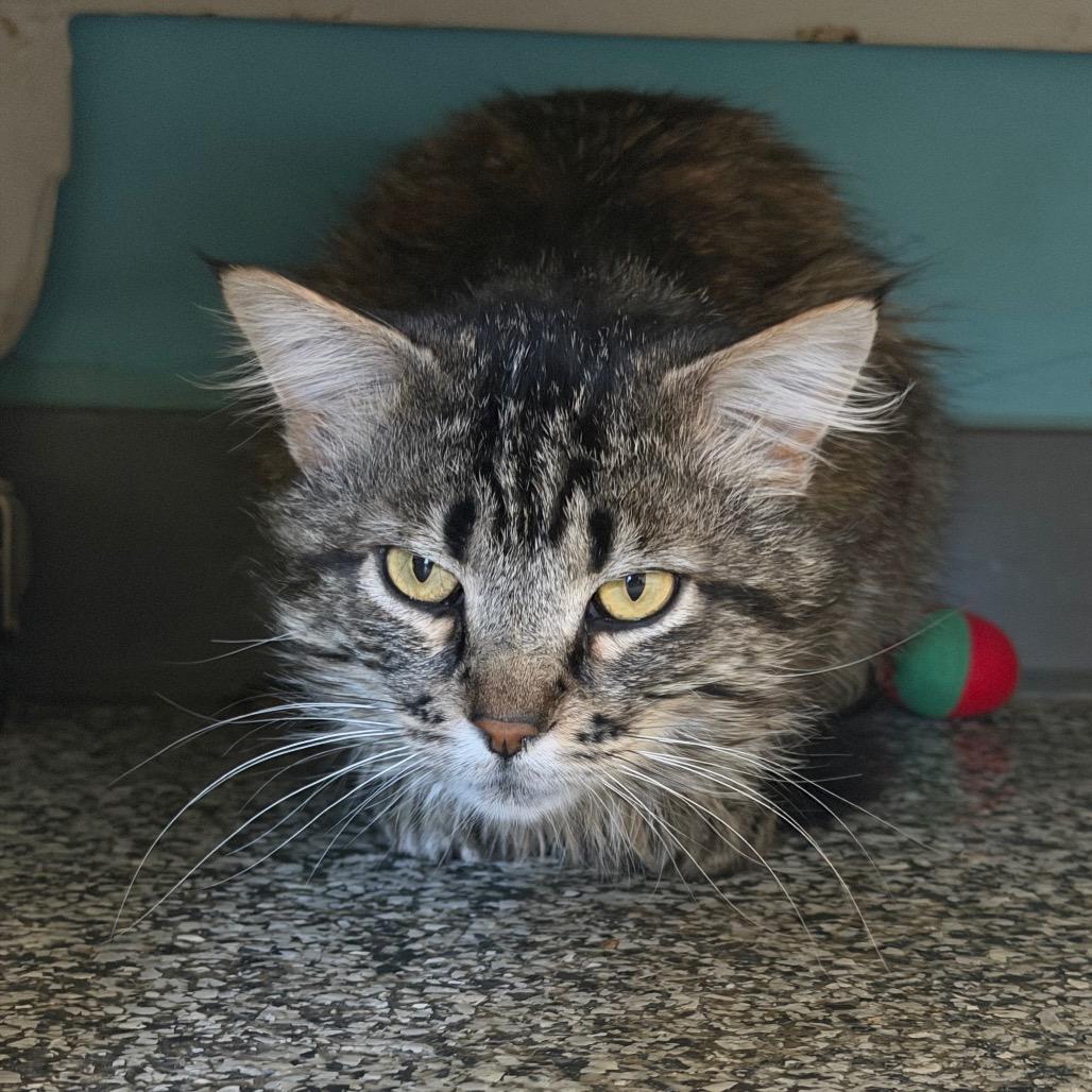 Enlarge Cousin Earl "Ezekiel", a Adoptable Domestic Medium Hair in Denver, CO image 6/6