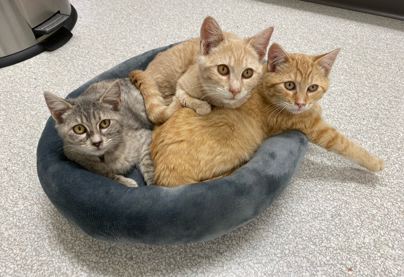 Cat for adoption Elizabeth, a Domestic Short Hair Mix in Pasco, WA