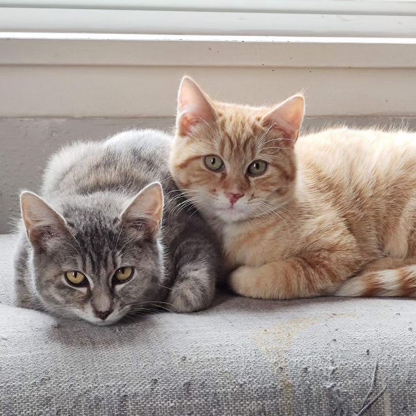 Cat for adoption Elizabeth, a Domestic Short Hair Mix in Pasco, WA