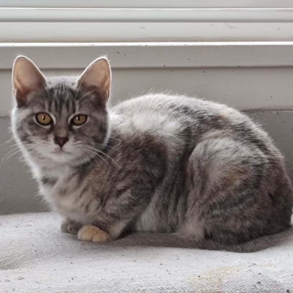 Cat for adoption Elizabeth, a Domestic Short Hair Mix in Pasco, WA