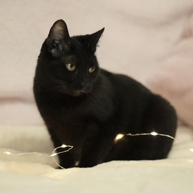 Enlarge China, a Adoptable Bombay in boston, MA image 3/6