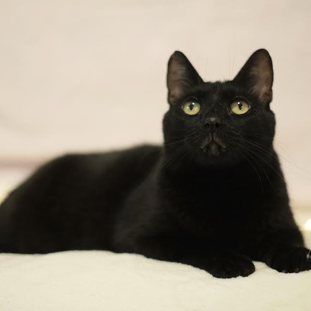 Enlarge China, a Adoptable Bombay in boston, MA image 2/6