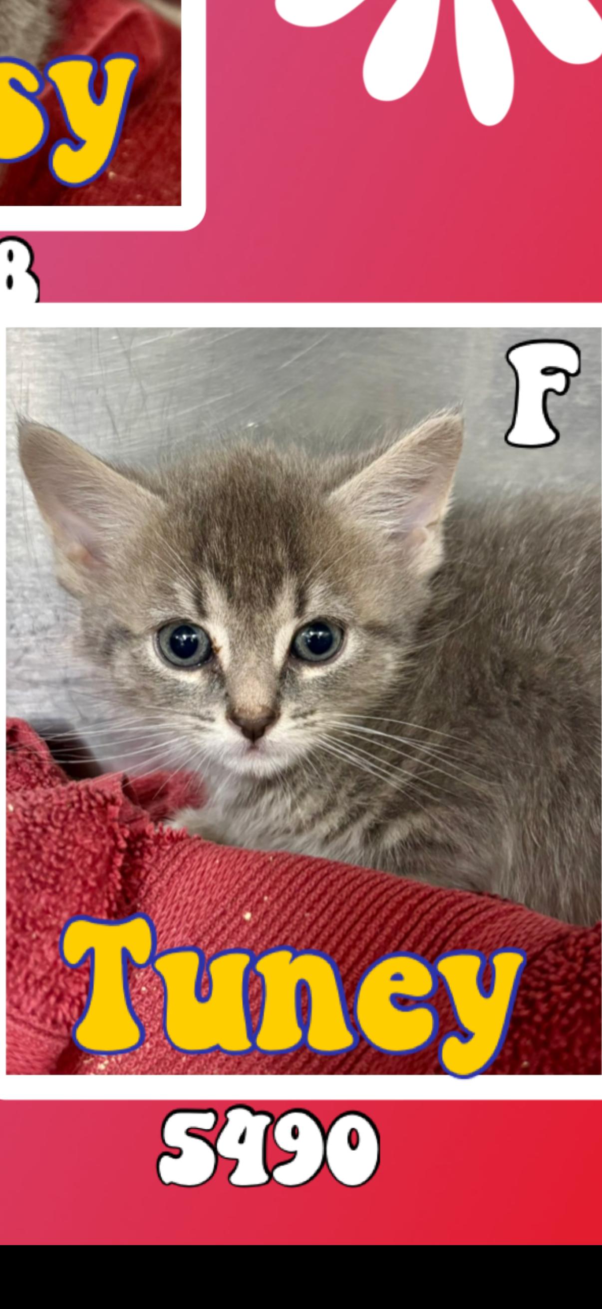 Enlarge Tuney, a ADOPTABLE American Shorthair in Marvin, NC image 1/1