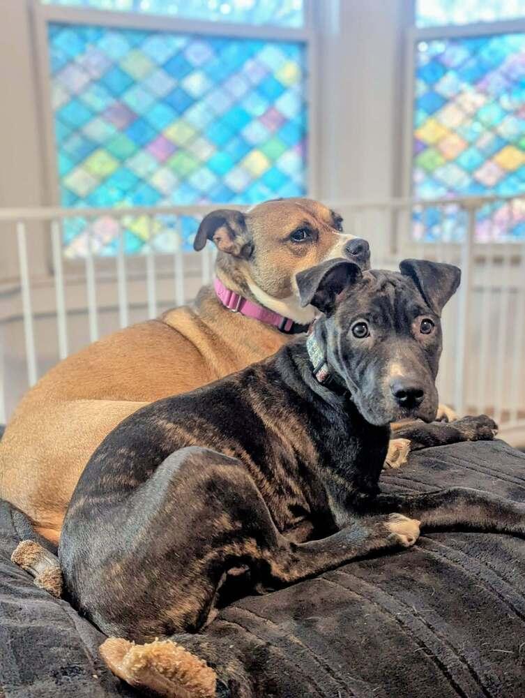 Pauline, a Adoptable mixed breed in Grand Rapids, MI image 2/5
