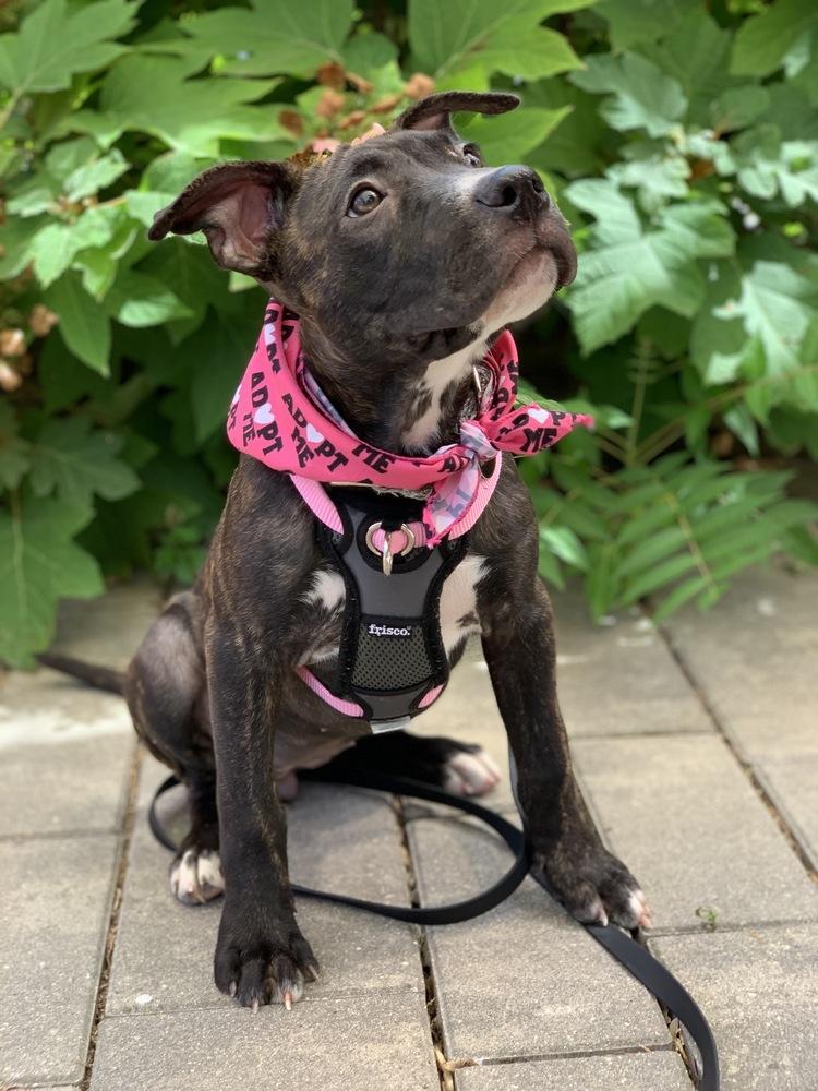 Pauline, a Adoptable mixed breed in Grand Rapids, MI image 3/5