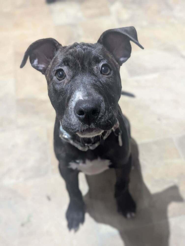 Pauline, a Adoptable mixed breed in Grand Rapids, MI image 4/5