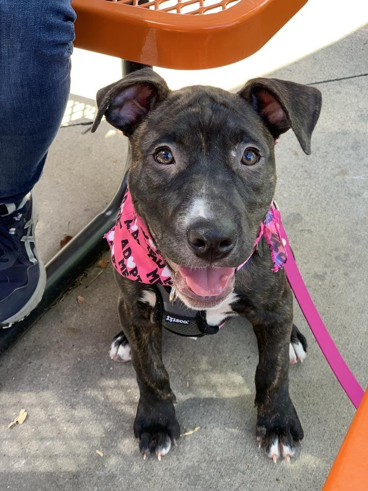 Pauline, a Adoptable mixed breed in Grand Rapids, MI image 5/5