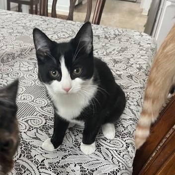 Enlarge Pandy, an adopted Domestic Short Hair in Albany, NY image 2/2