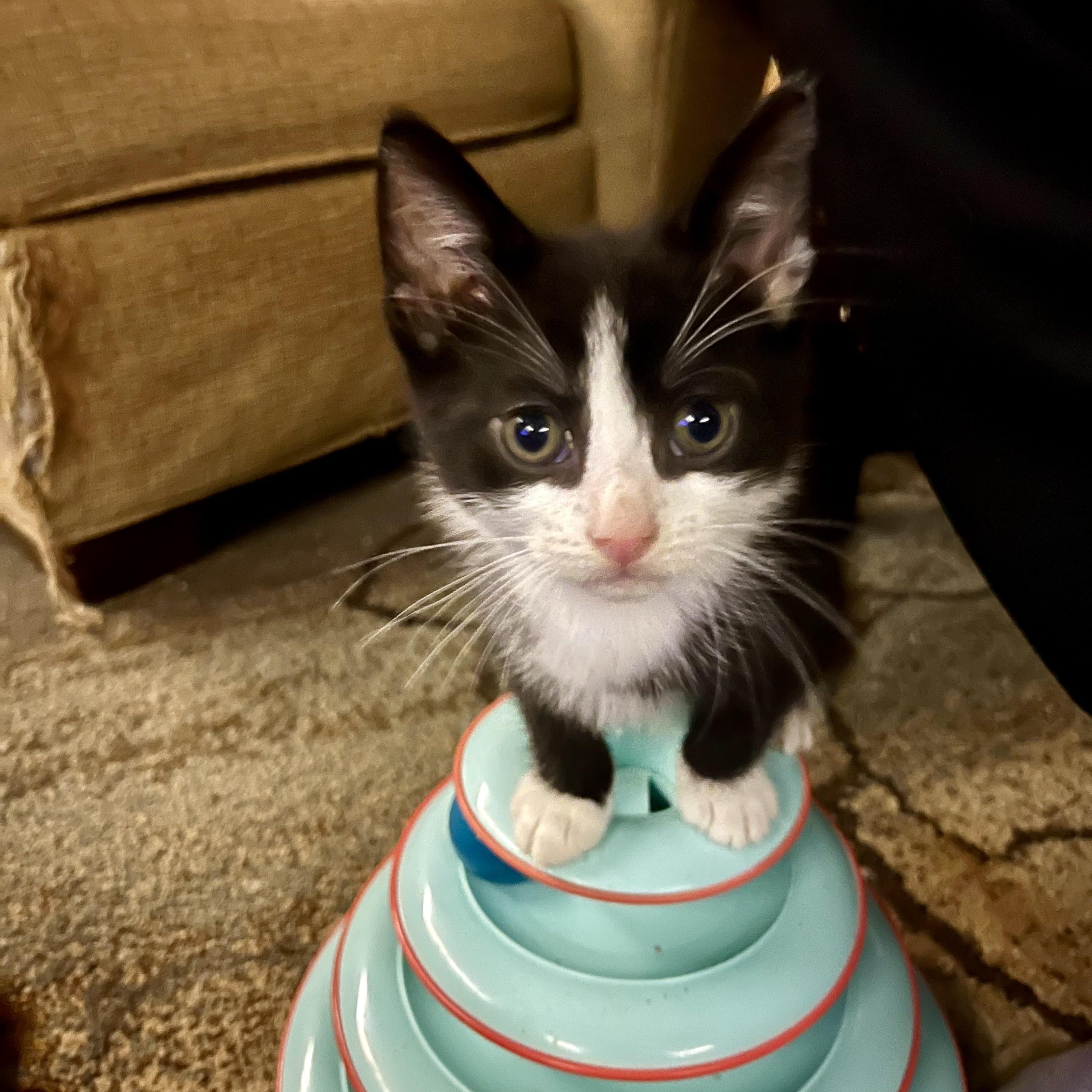 Enlarge Pandy, an adopted Domestic Short Hair in Albany, NY image 1/2