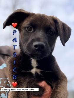 Patrick, ADOPTABLE, Puppy Male Black Labrador Retriever & Shepherd.