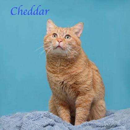 Enlarge Cheddar, a Adoptable mixed breed in Parma, OH image 1/2