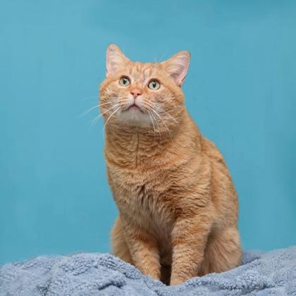 Cheddar, Adoptable, Adult Male Domestic Short Hair & Domestic Short Hair.