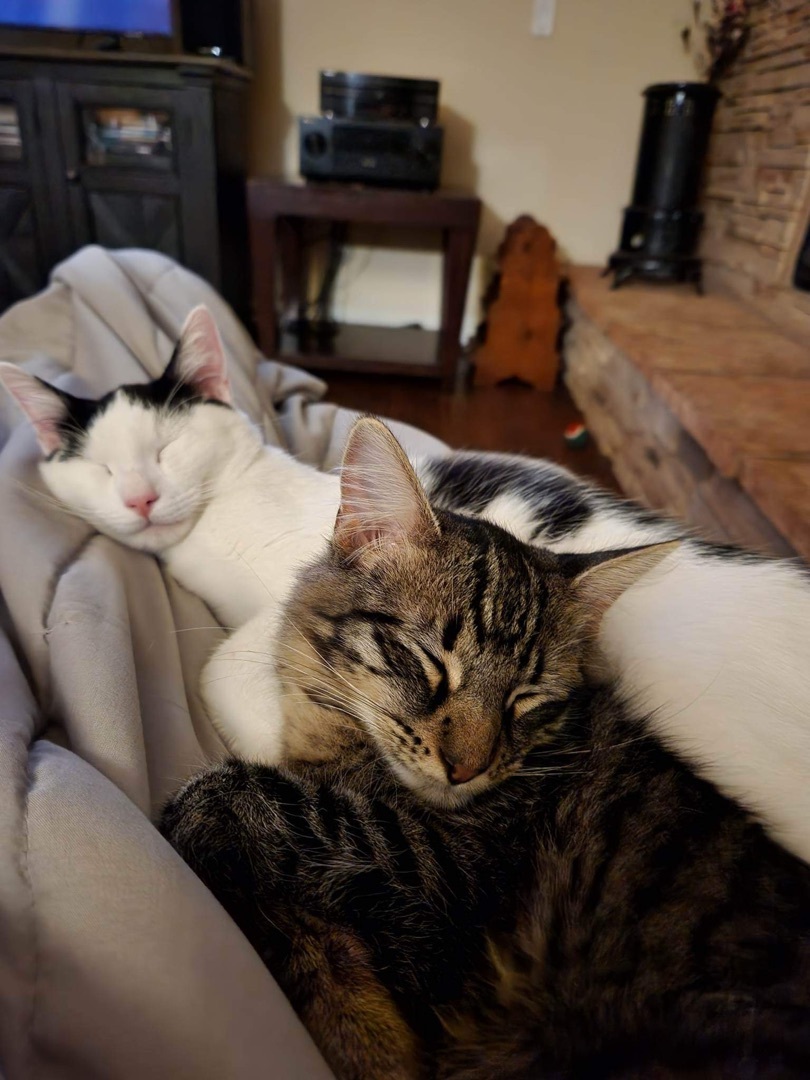 Skits, Adoptable, Young Male Domestic Short Hair.