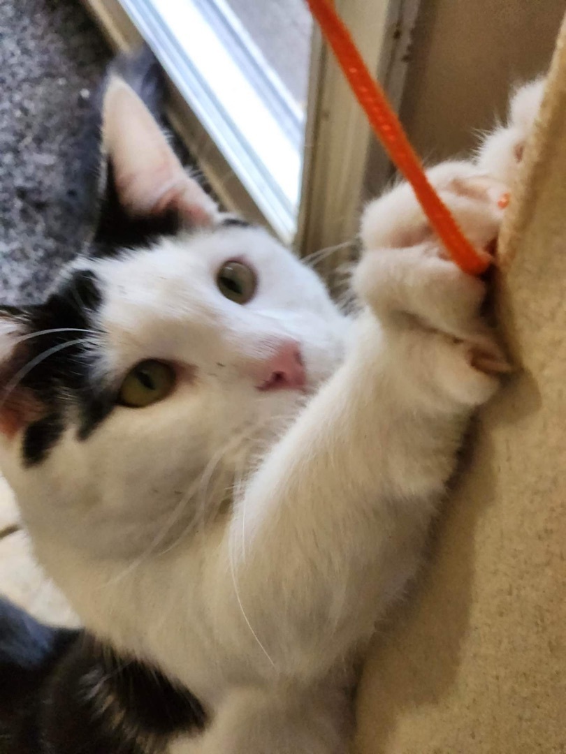 Enlarge Skits, a Adoptable mixed breed in El cerrito, CA image 2/6