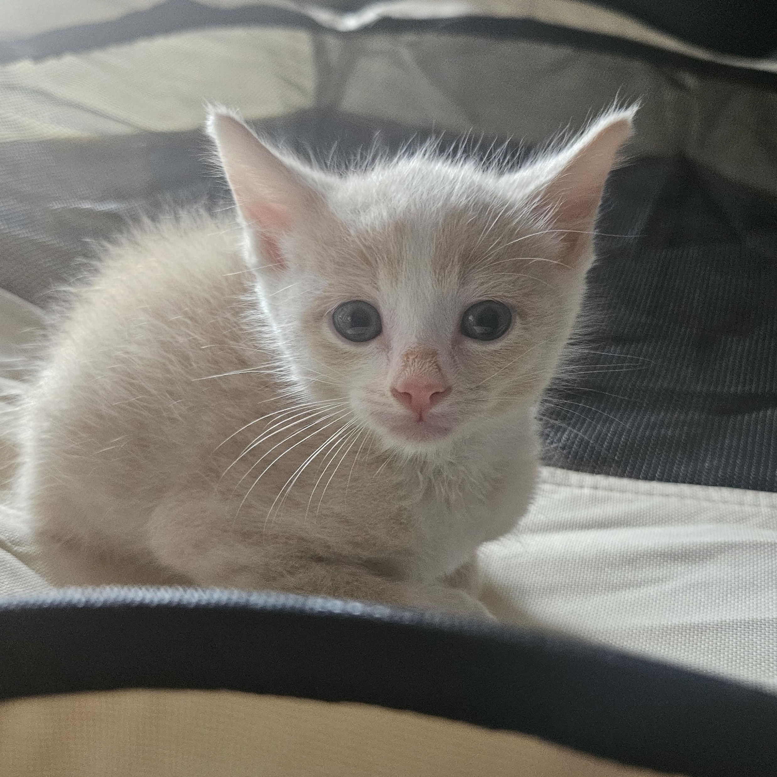 OSITAH, Adopted, Kitten Female Domestic Short Hair & Siamese.