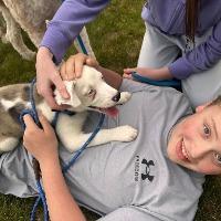 Dino, a ADOPTABLE mixed breed in Albany, NY image 2/3